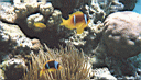 Clown-Fische und ihre Anemone