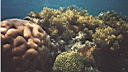 Korallen soweit man schauen kann.
